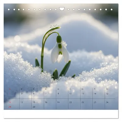 Illustration february